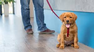Pets Em Condomínios Regras, Cuidados E Boas Práticas Para Convivência Harmoniosa Em Porto Alegre